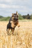 BERGER ALLEMAND 302